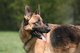 BERGER ALLEMAND 1255